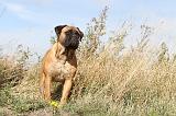 BULLMASTIFF 131